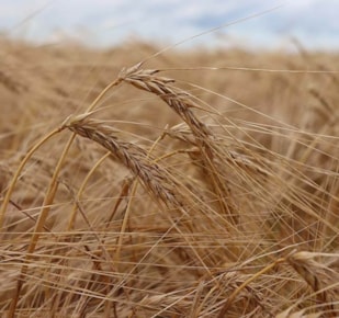 Barley crop